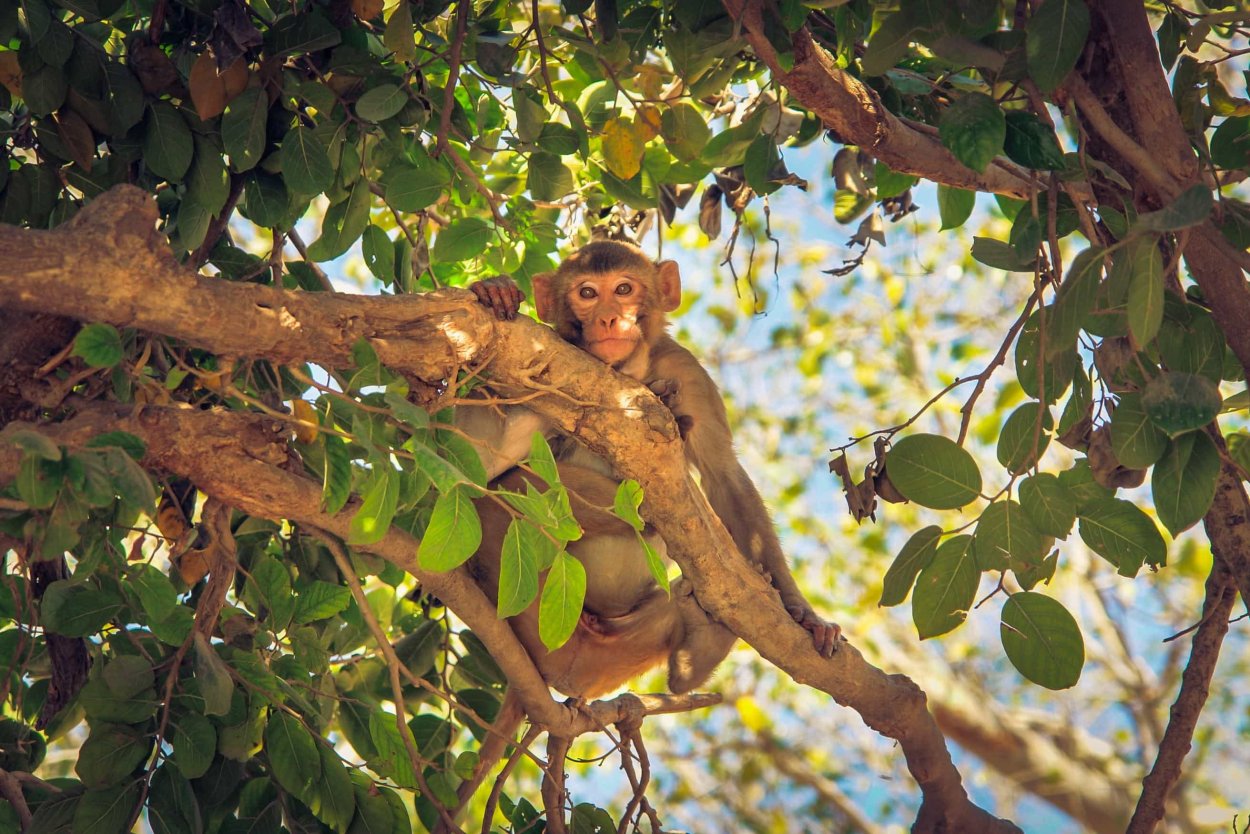 Обезьяна лезет на дерево