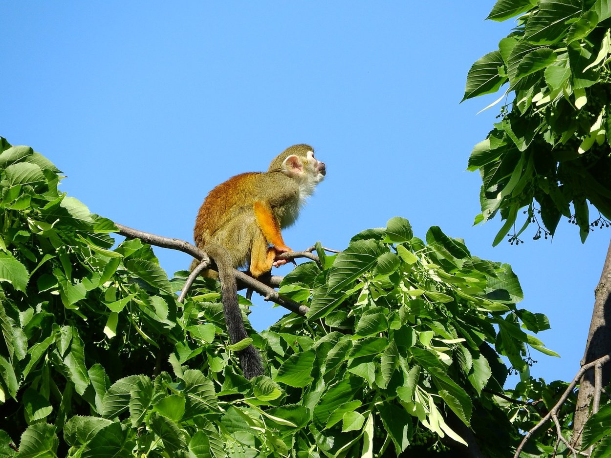 Обезьянья Пальма