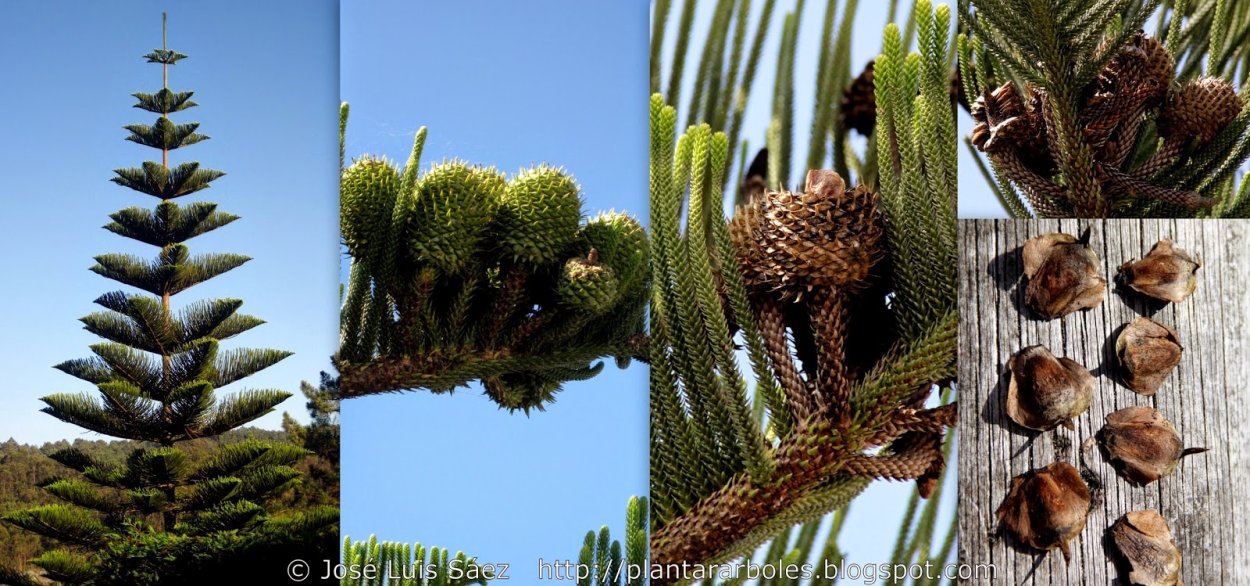 Молочай беложильчатый (Euphorbia leuconeura)