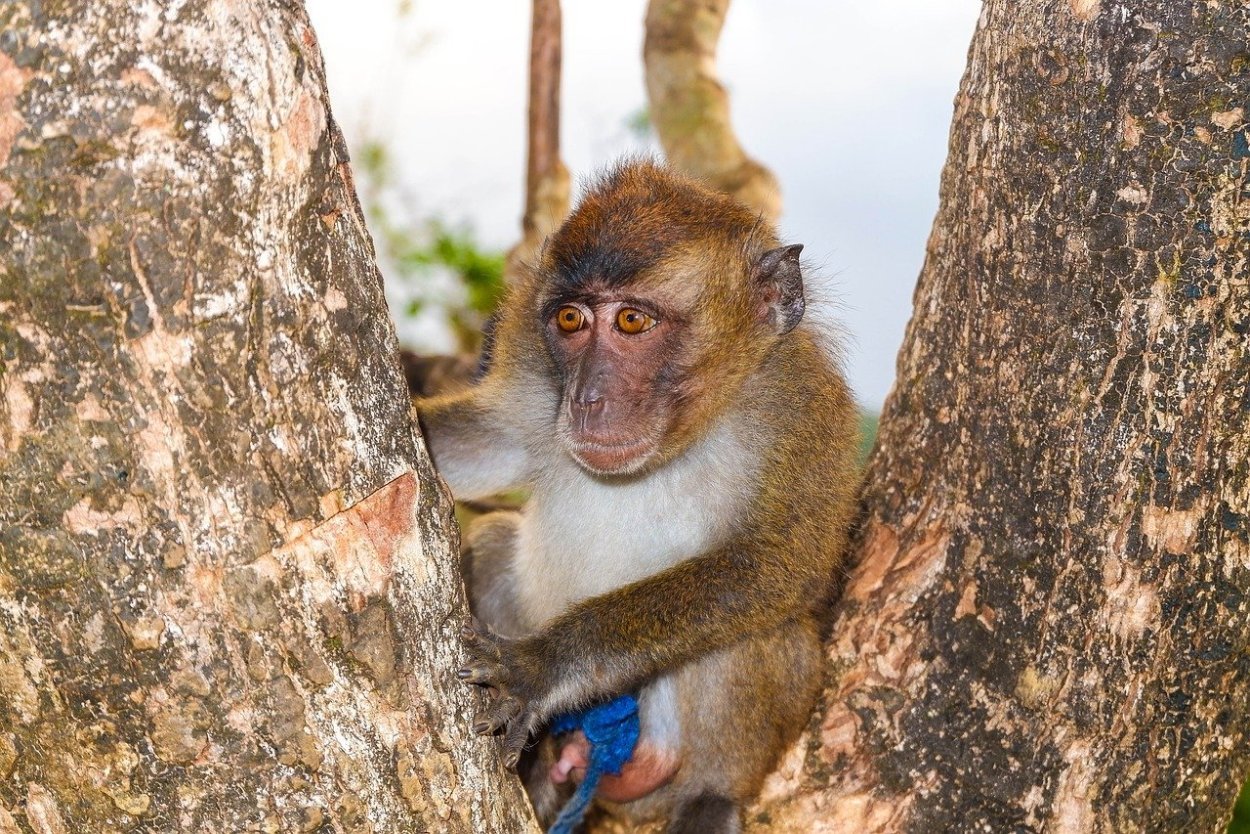 Паукообразные обезьяны коата