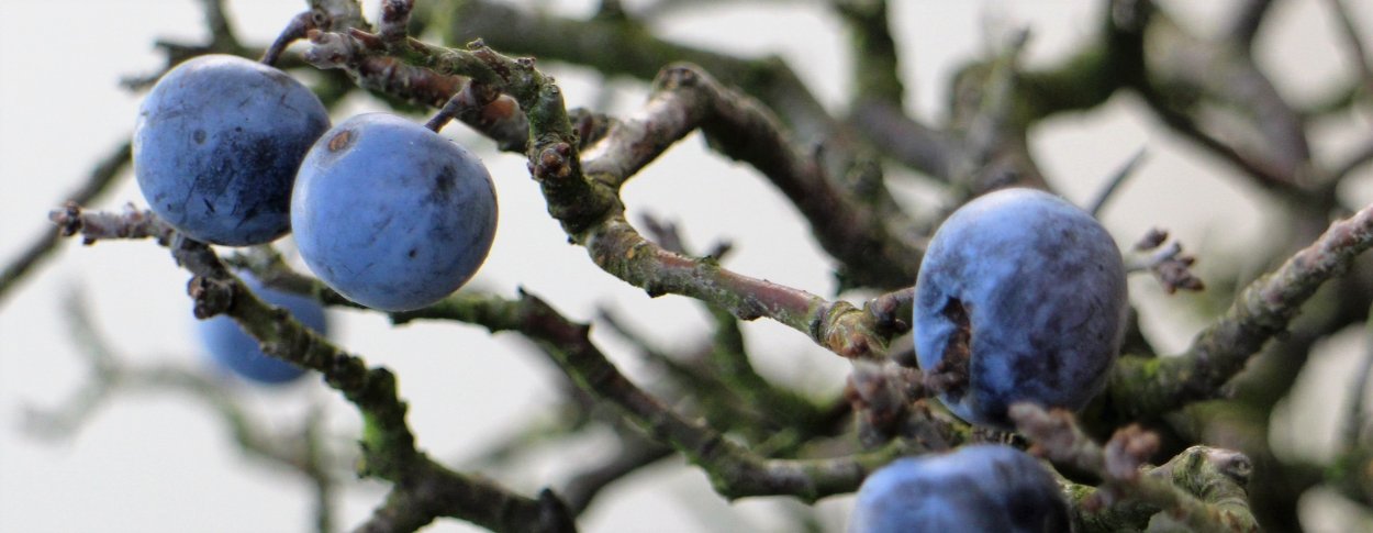 Тернослива Билясувар