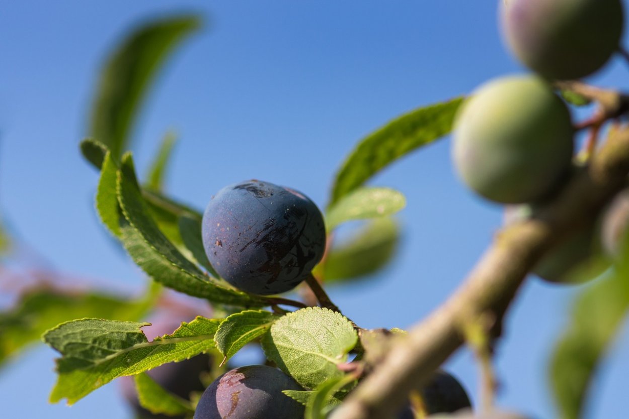 Слива гордость Урала