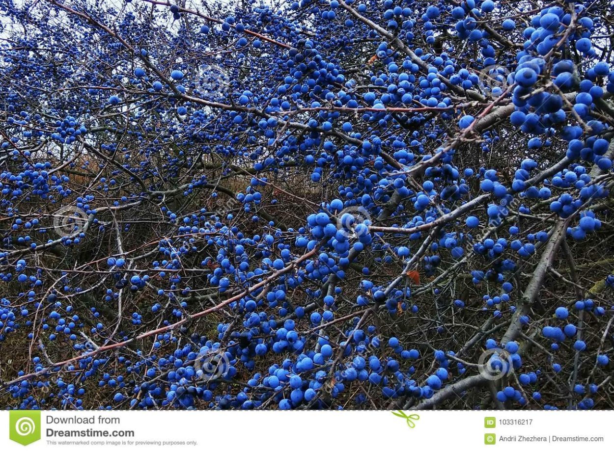 Куст терна осенью