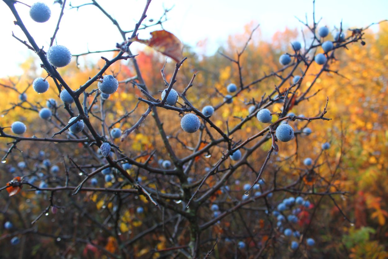 Ветка сливы