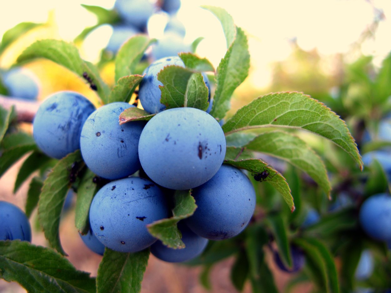 Слива колючая Терн