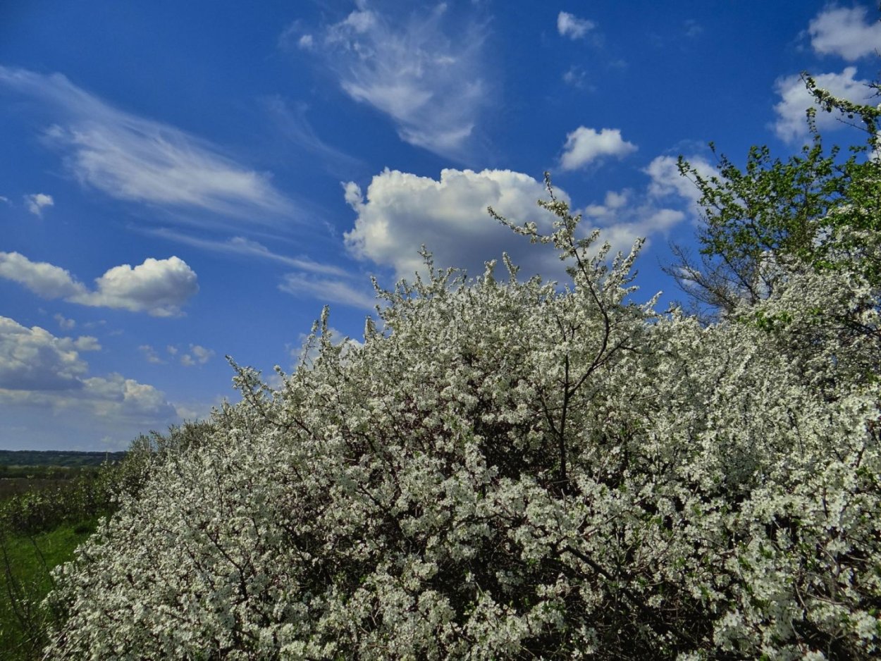 Ежевика и слива