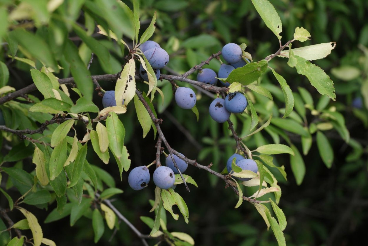 Слива колючая Терн