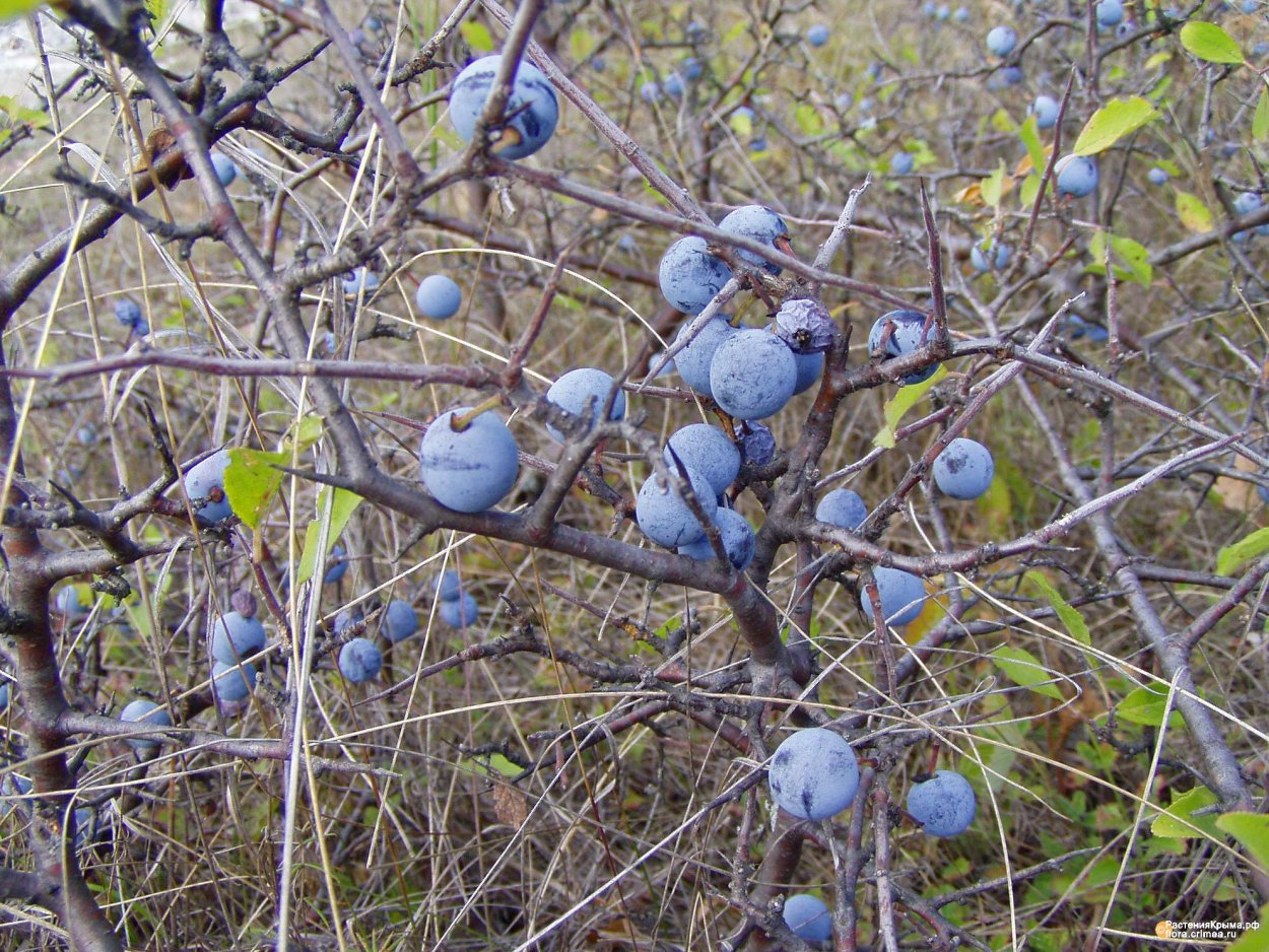 Синие ягоды зимой