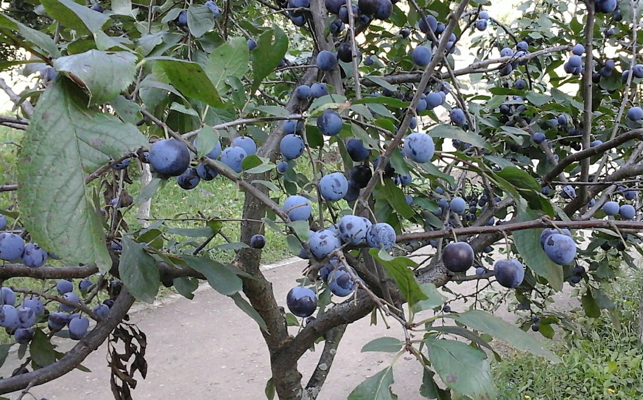 Тернослива Мейрон