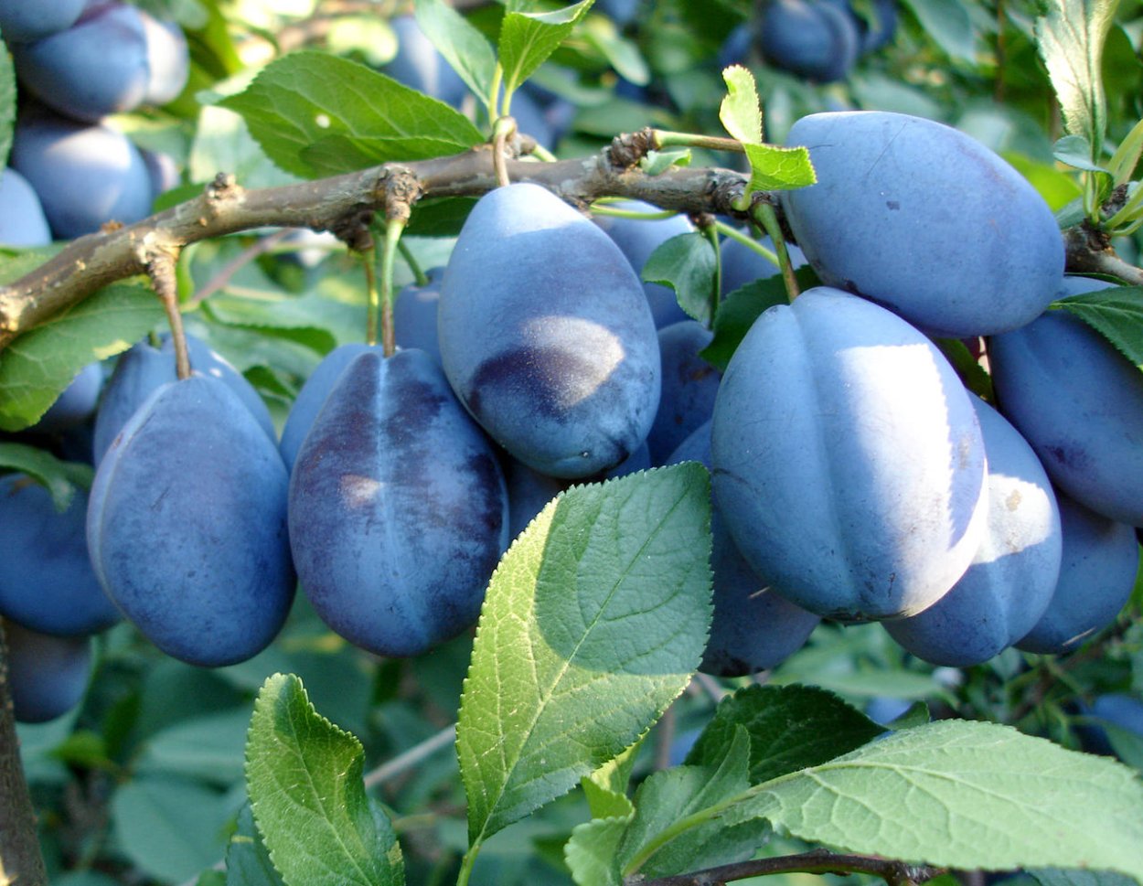 Терн осенью