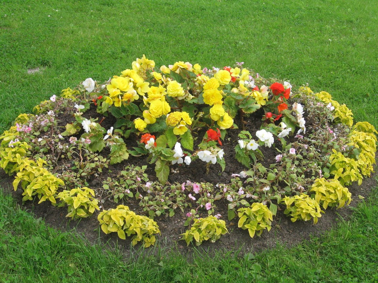 Однолетники для клумбы