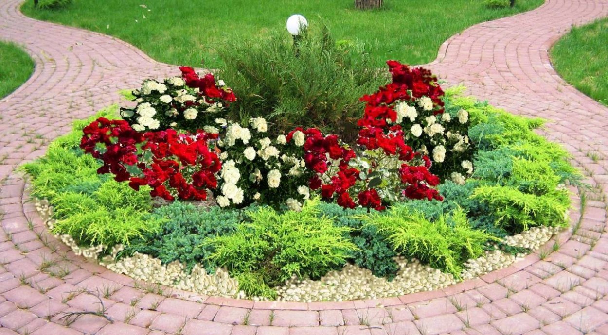 Клумбы с розами и многолетниками и хвойниками