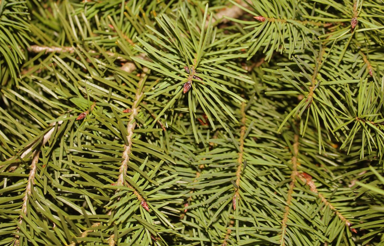 Christmas Green Trees and Twigs