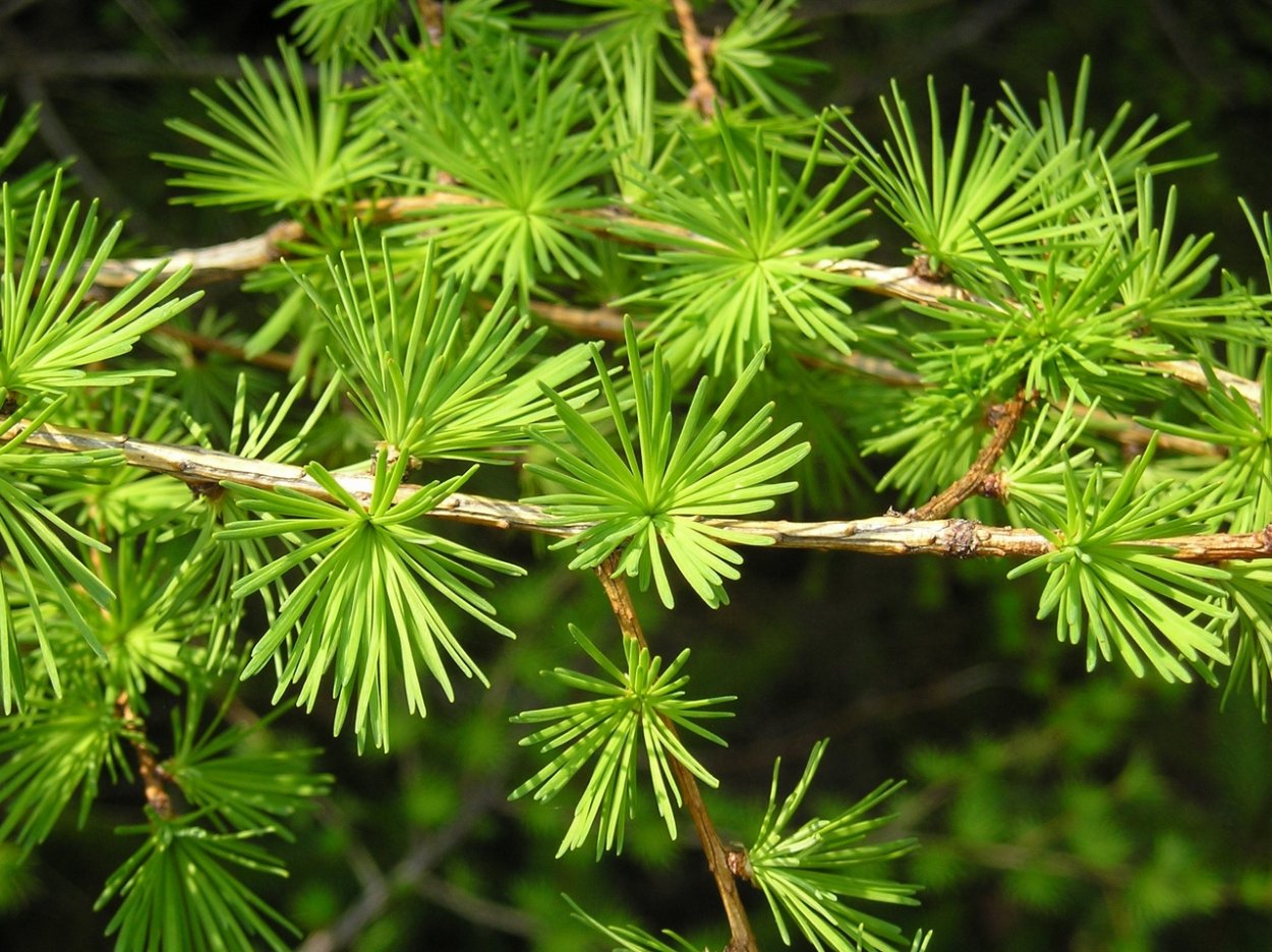 Лиственница Сибирская эвоинки