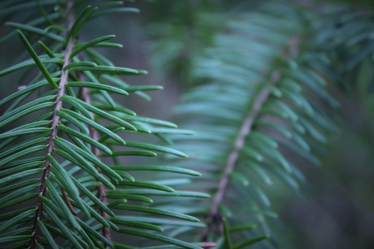 Тропическое хвойные растения