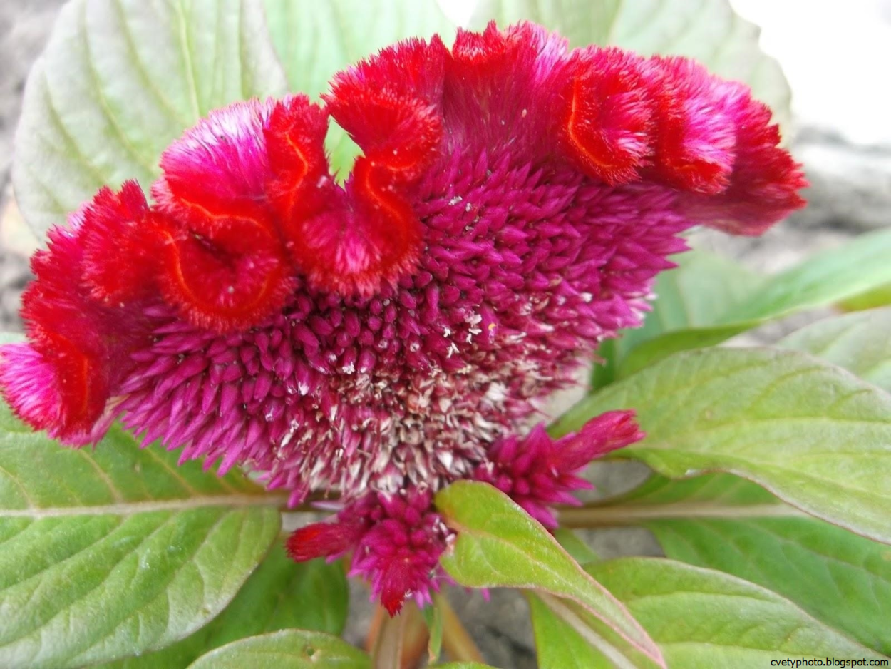 Целозия оранжевая