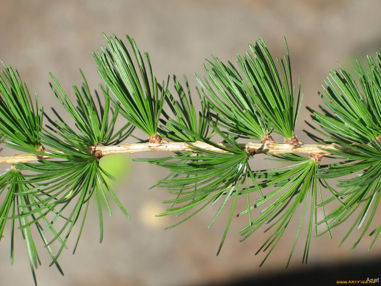 Хвоинки лиственницы