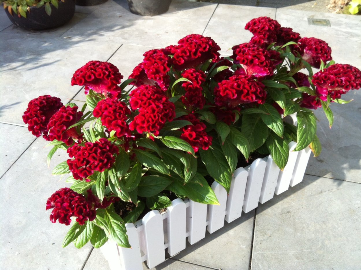 Целозия Империалис