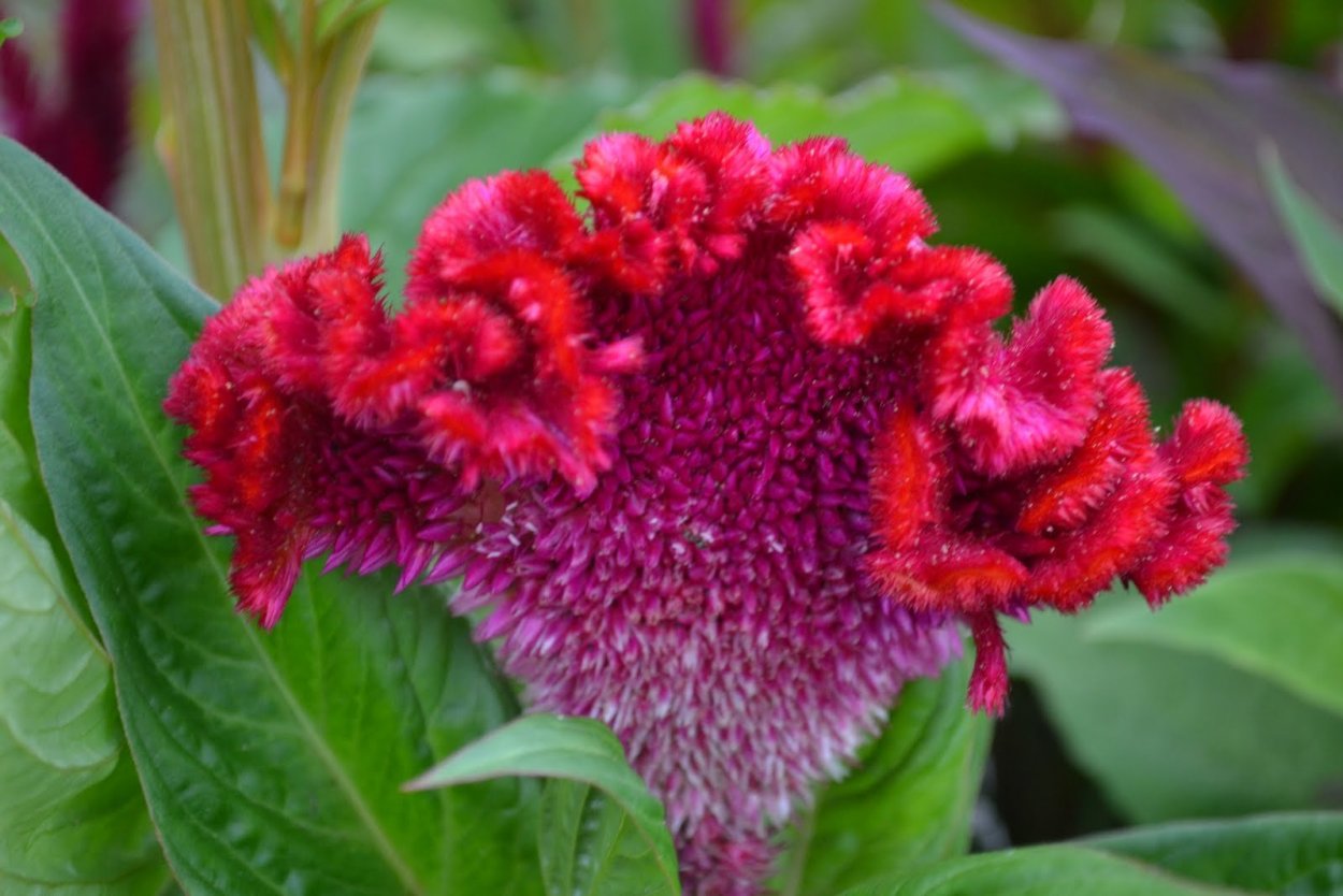 Цветок целозия петушиный гребешок