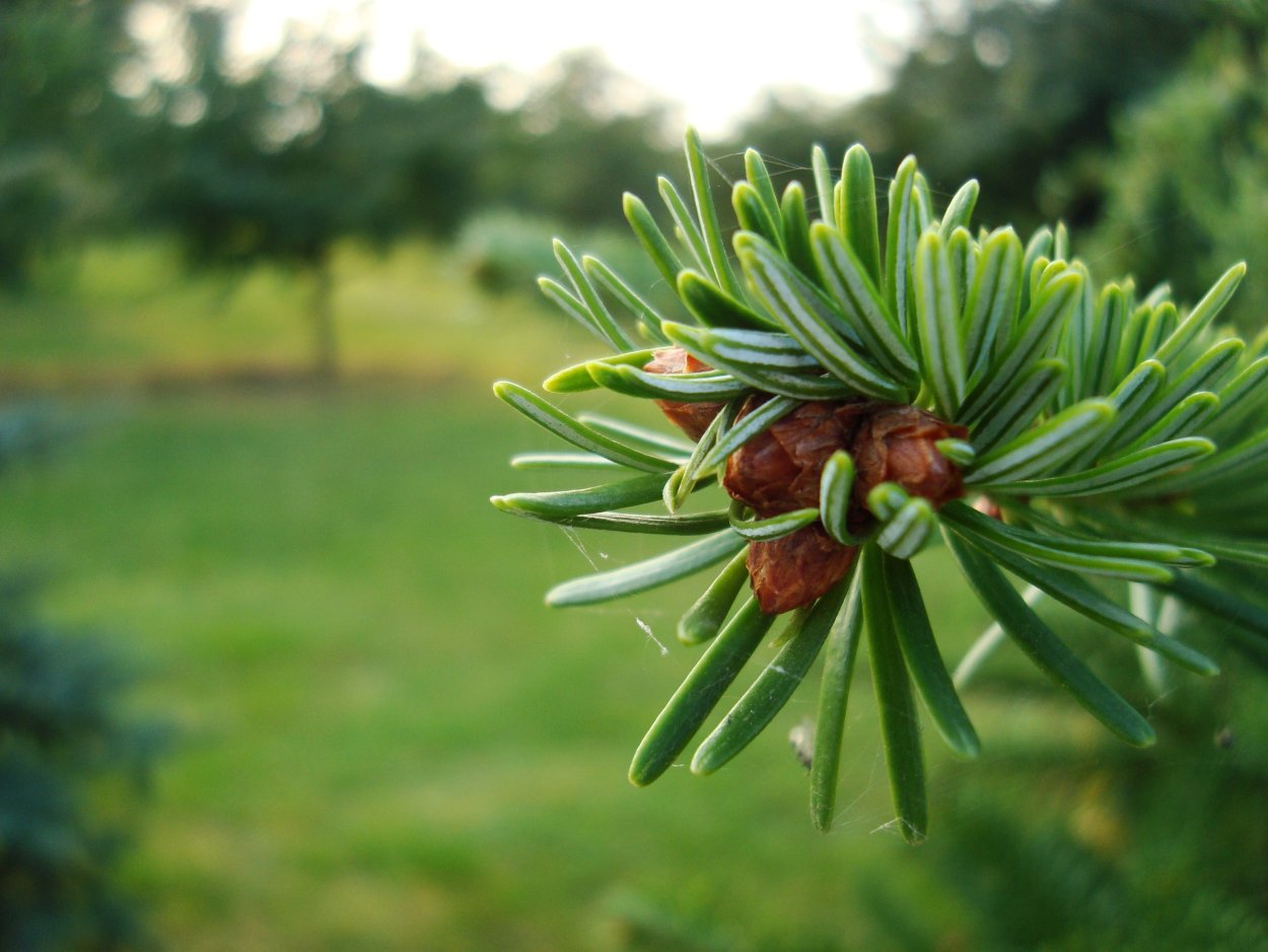 Пихта можжевельник лиственница