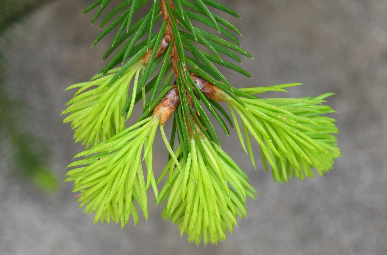 Верес дерево хвойное хвоинки