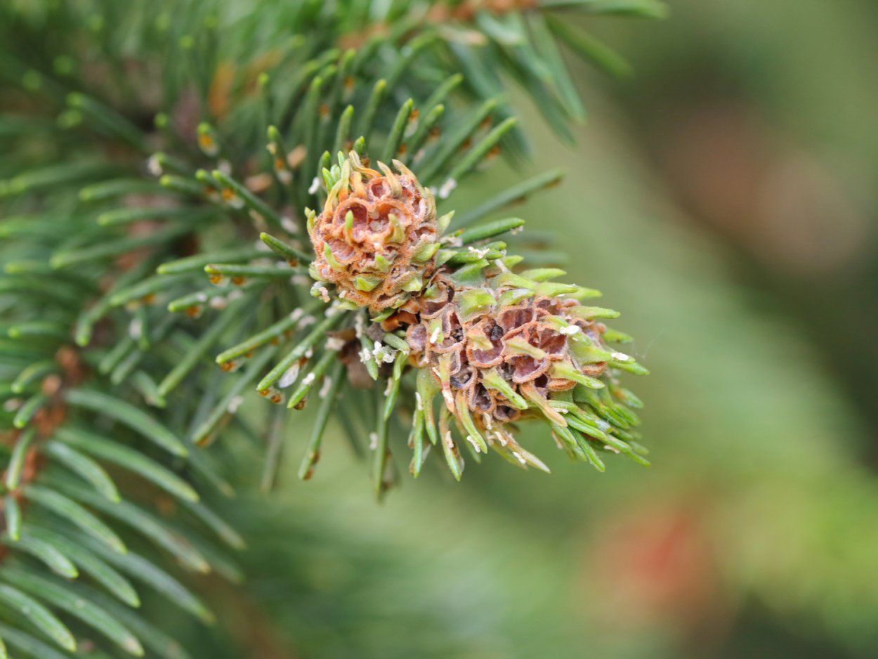 Пихтовый Хермес галлы ель
