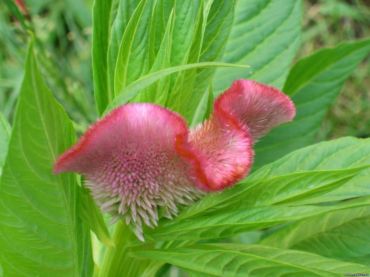 Целозия хохлатая