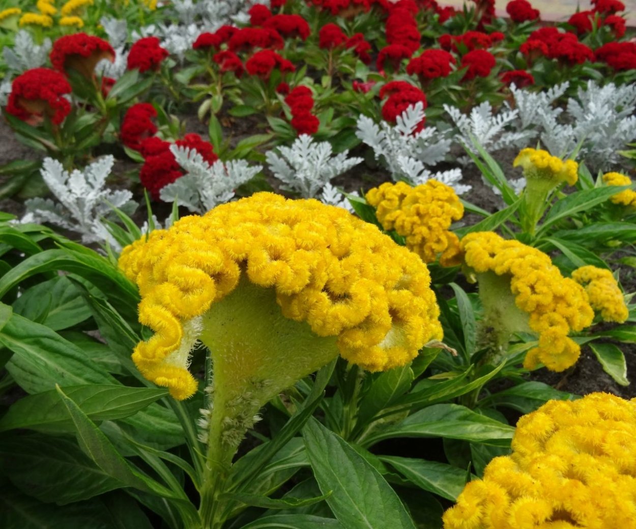 Целозия гребенчатая