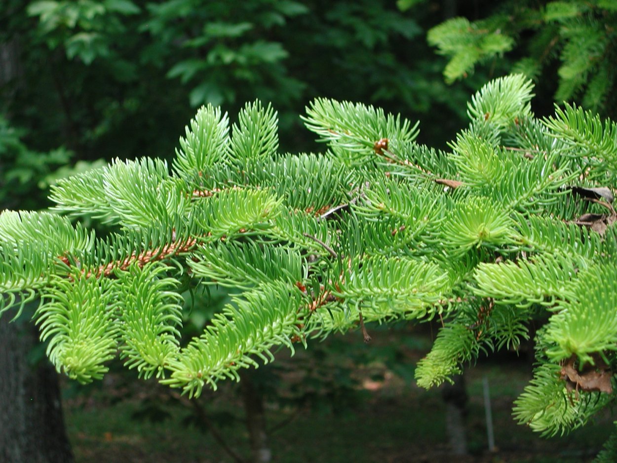Веточка хвои ель обыкновенная