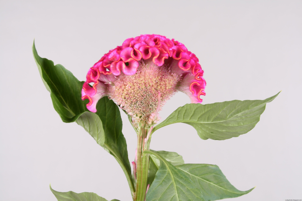 Целозия серебристая гребенчатая