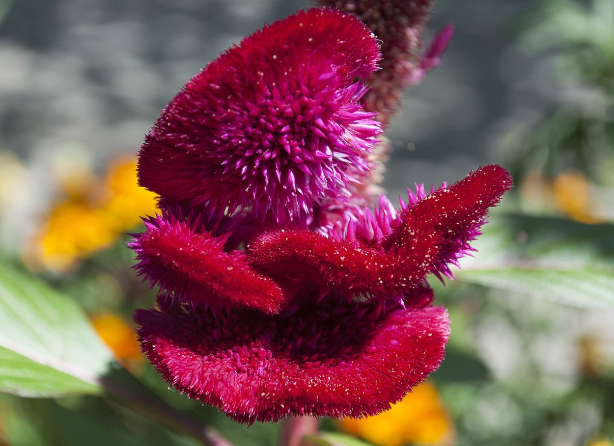 Цветок целозия петушиный гребешок