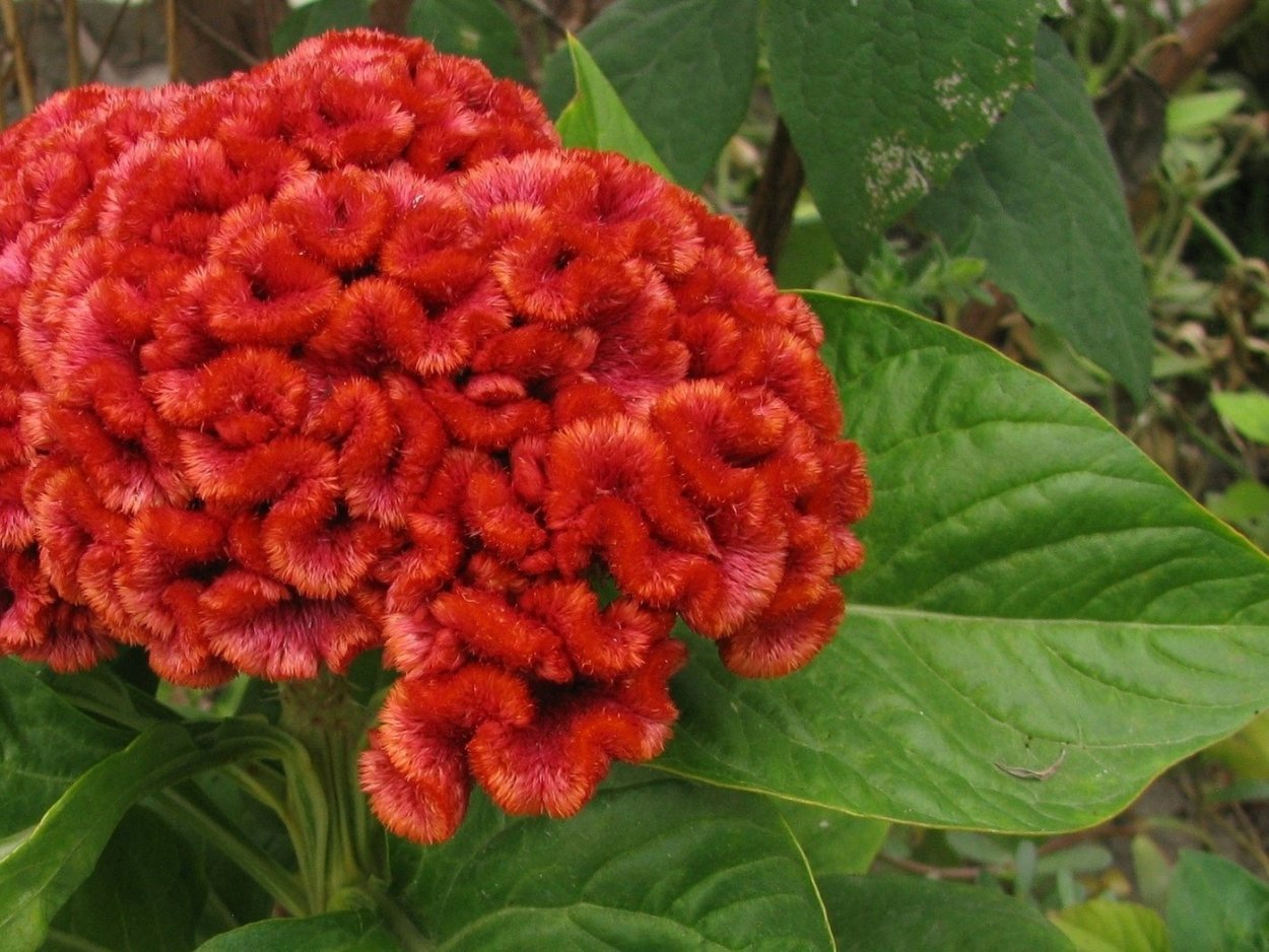 Цветы целозия гребенчатая