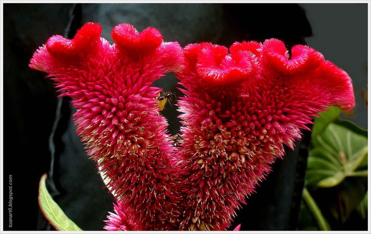 Целозия Империалис