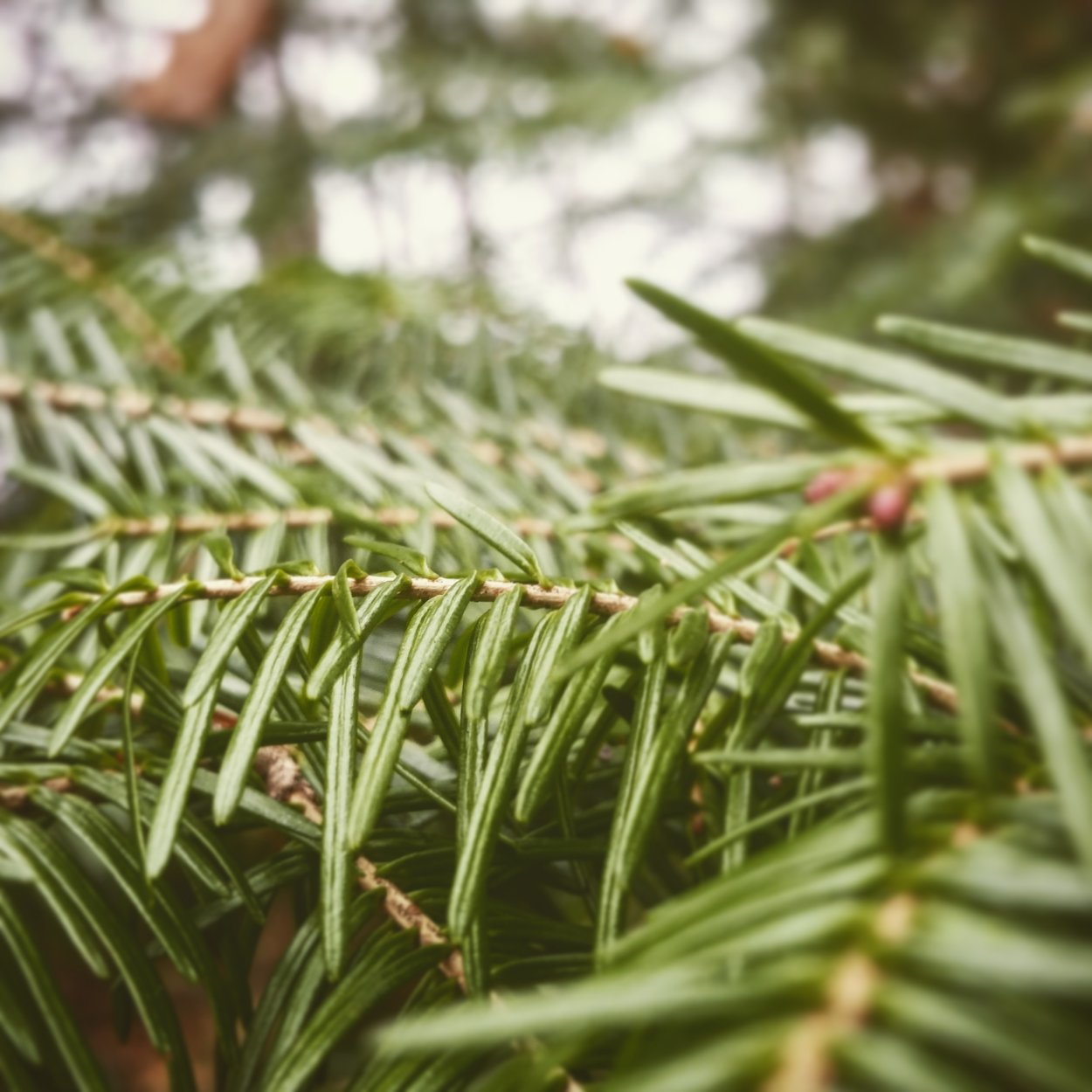 Хвойник с плоскими хвоинками