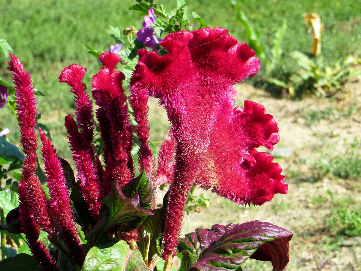 Гребенчатая целозия гребенчатая