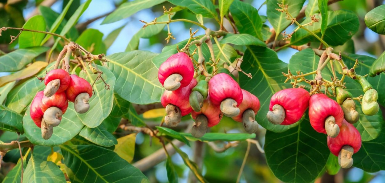 Анакардиум кешью
