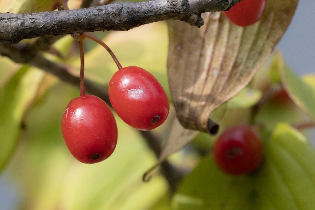 Плодов растений
