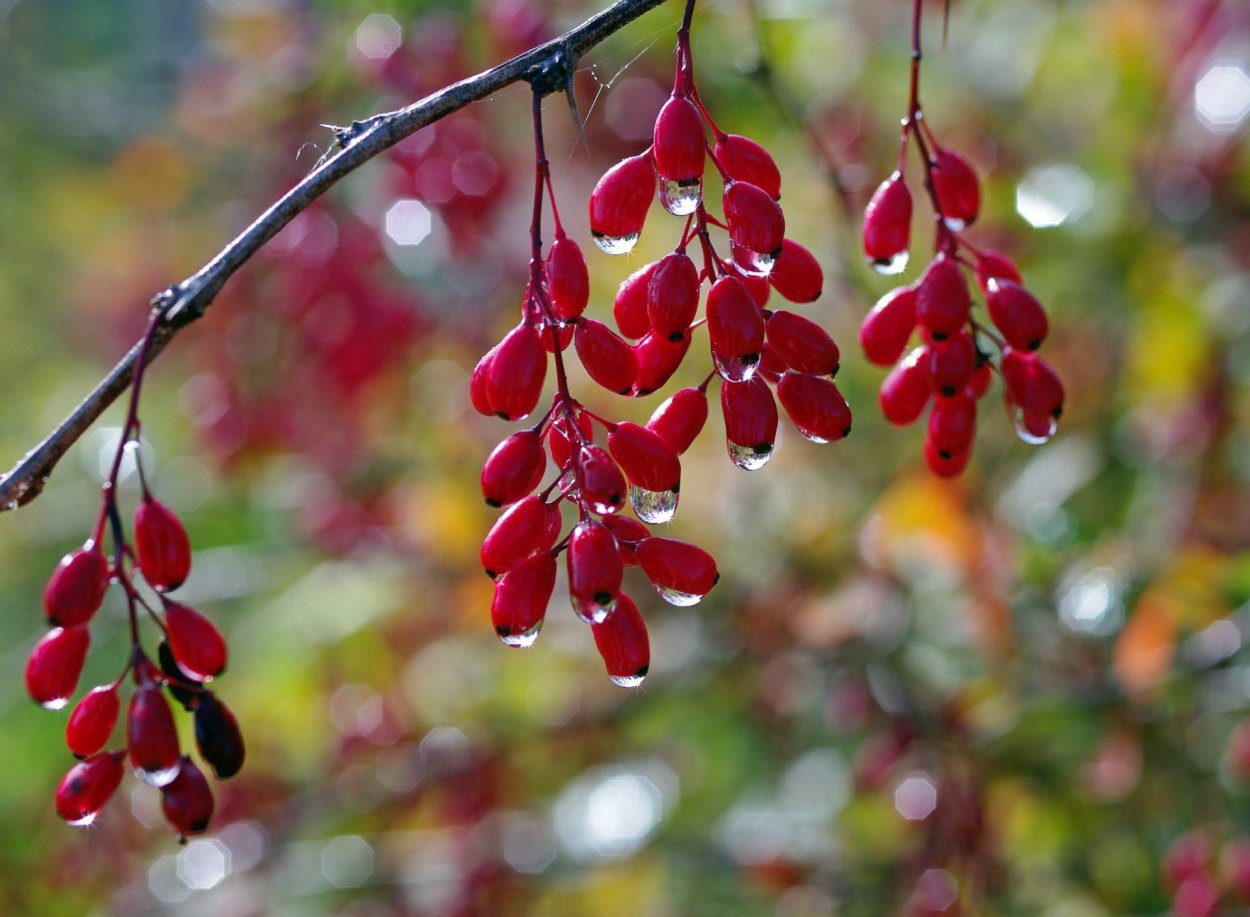 Барбарис плоды