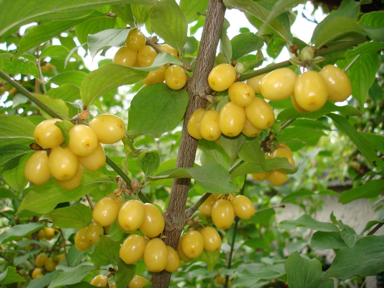 Кизил кустарник