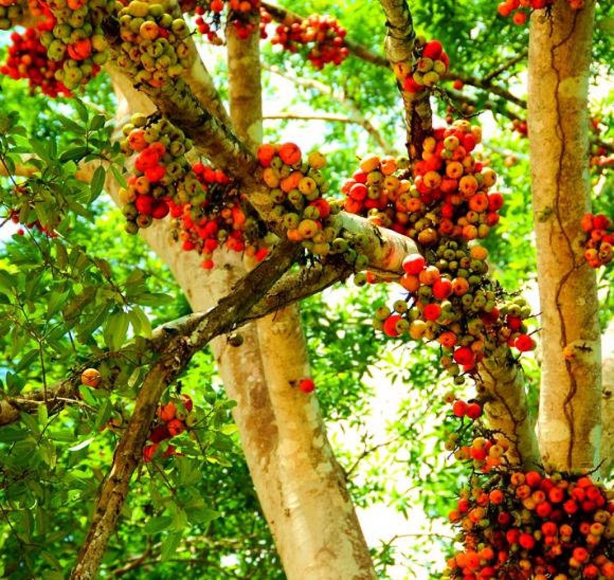 Деревья со съедобными плодами. Флакуртия индийская.