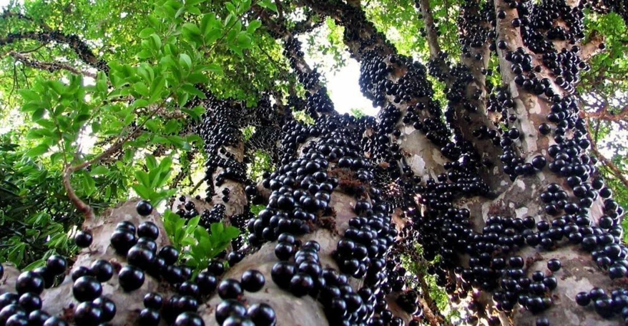 Каштан дерево плоды