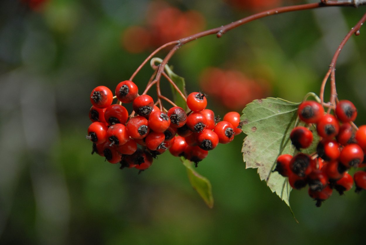 Барбарис обыкновенный - Bеrberis vulgаris.