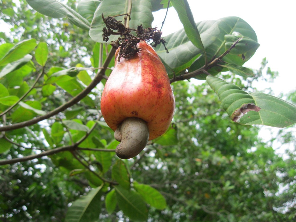 Рябина, боярышник арония