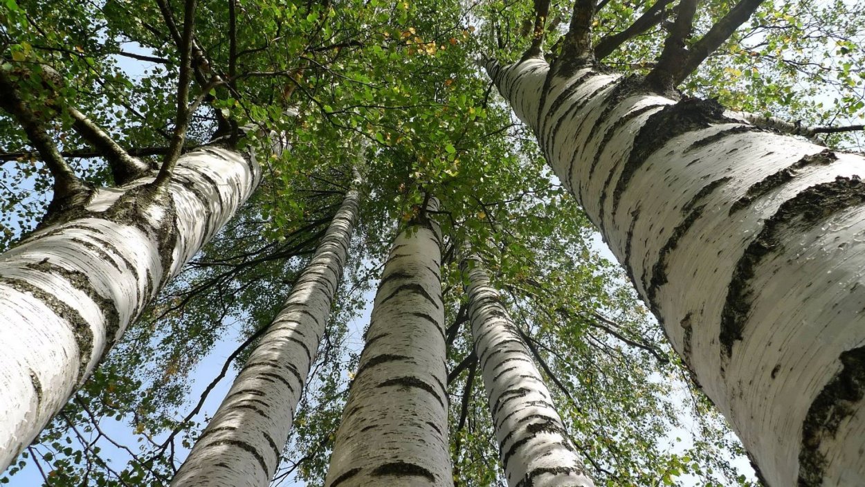 Береза белокорая