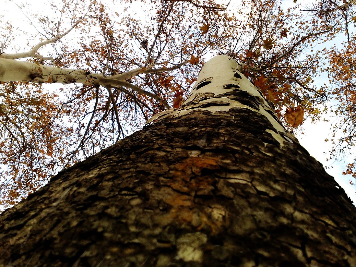 Платан с пятнистой корой