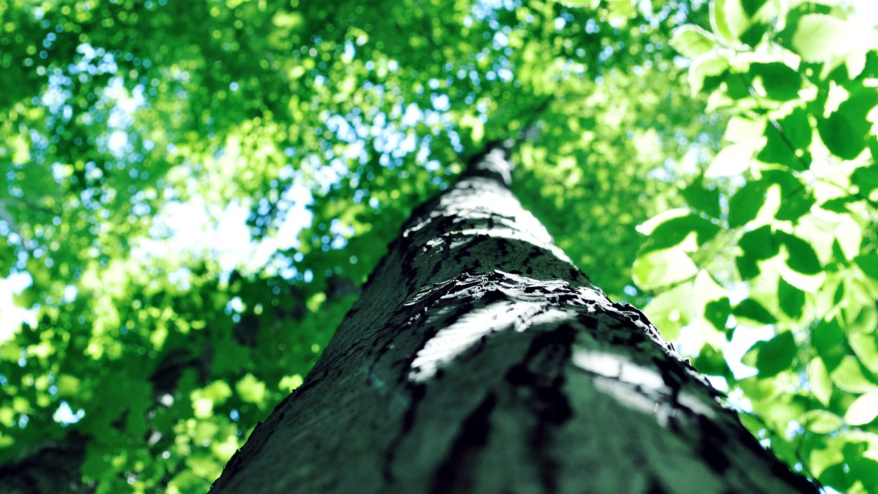 Лето ствол дерева