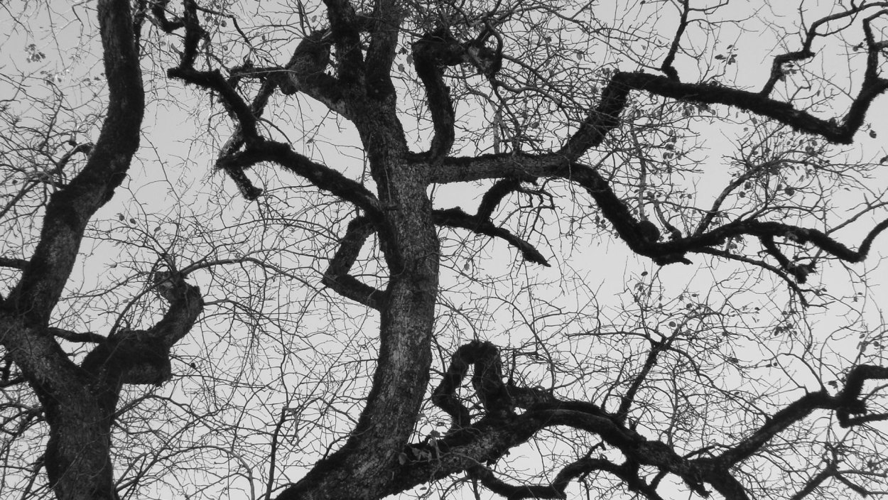 Ветви деревьев чб