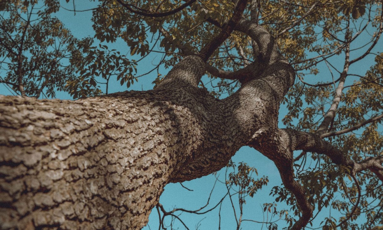 Квадратный ствол дерева