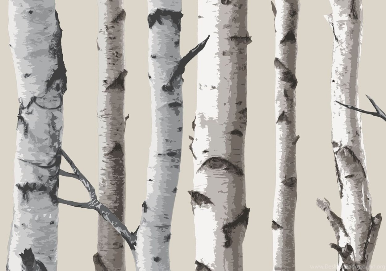 Березовый ствол