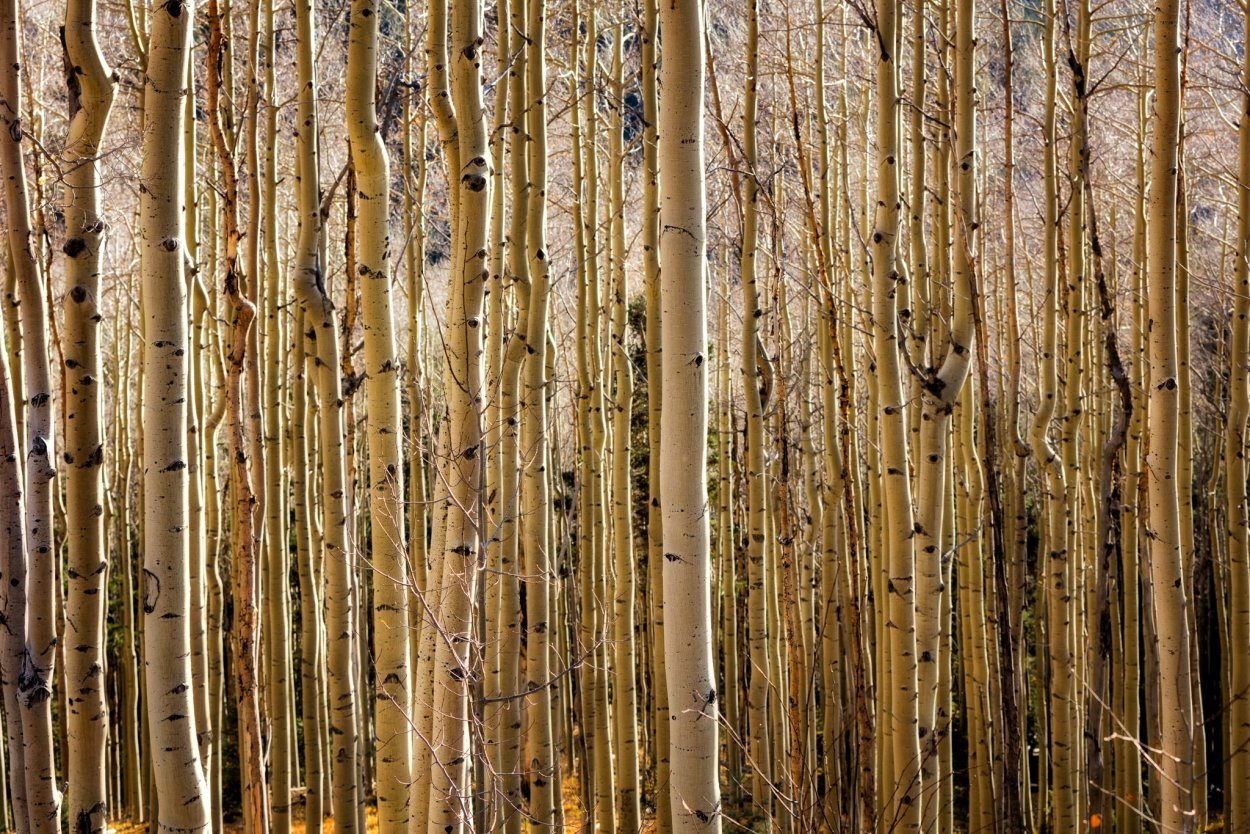 Ствол березы